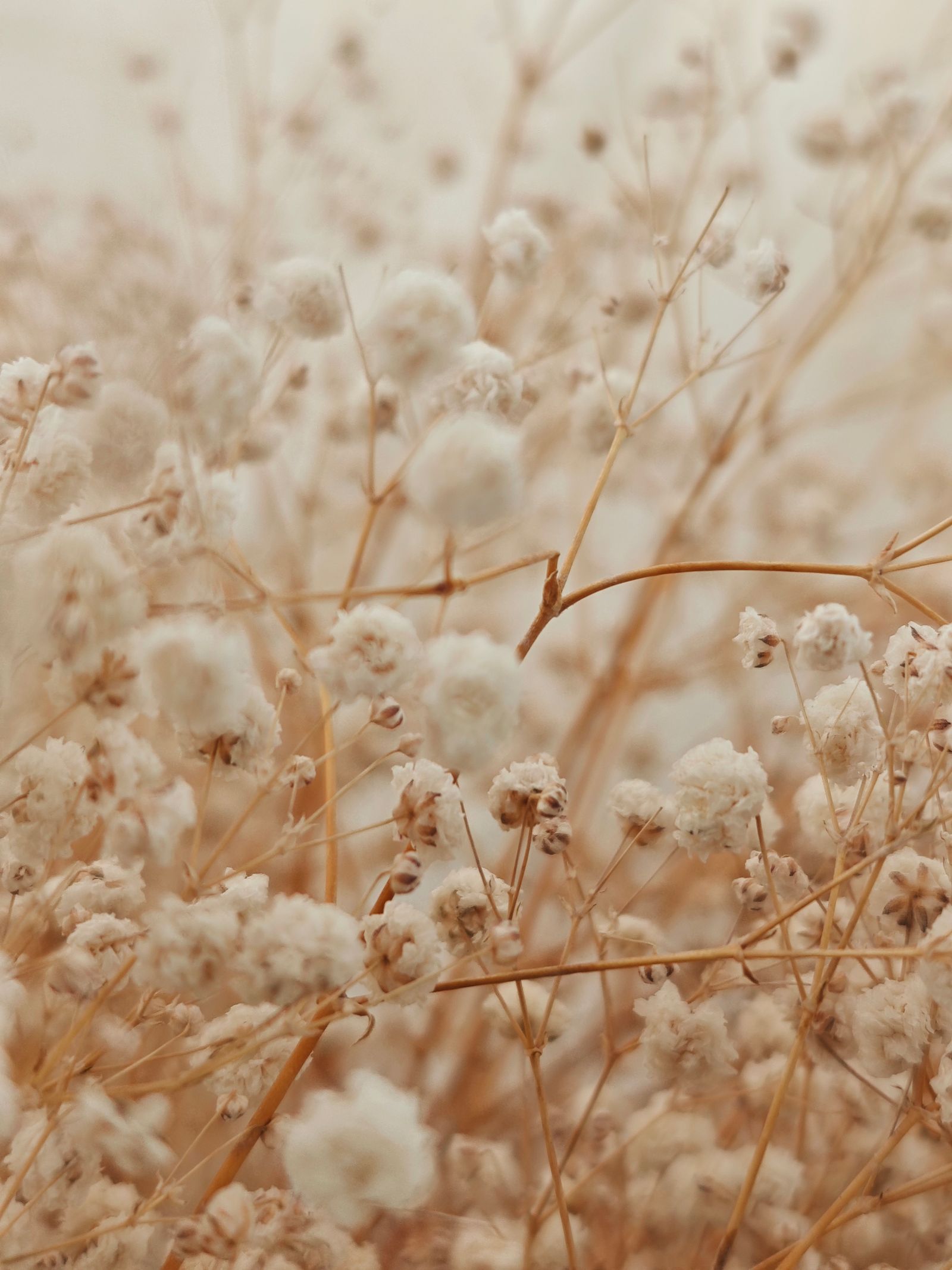 Soft botanical detail